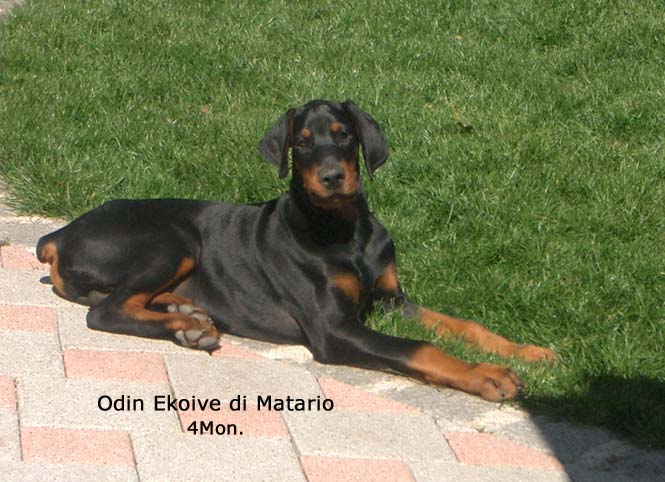 Odin Matario